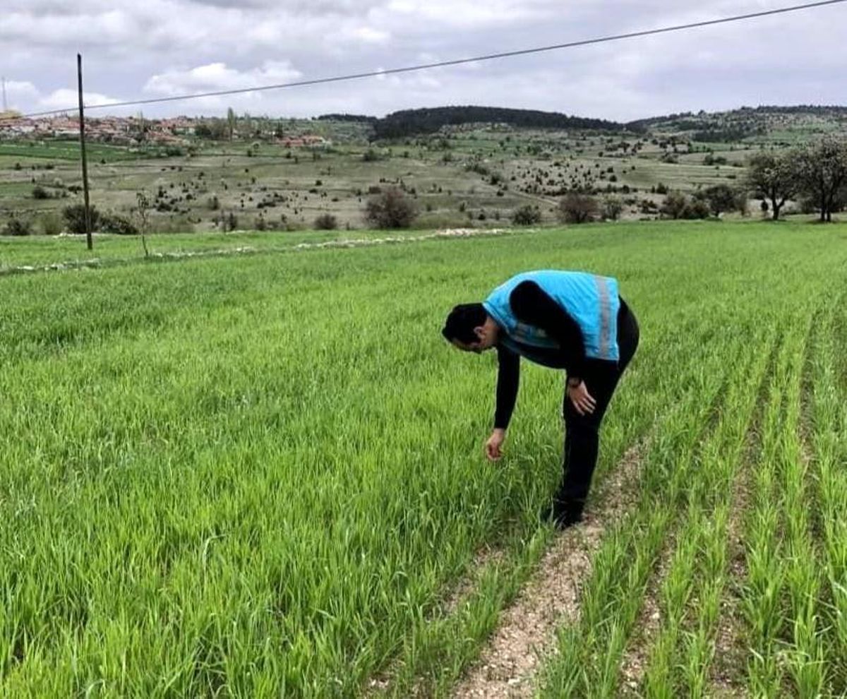 Emet\'te tarım alanlarında süne ile mücadele