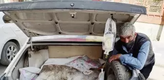 Hastalanan buzağısını otomobilin bagajında veterinere götürdü