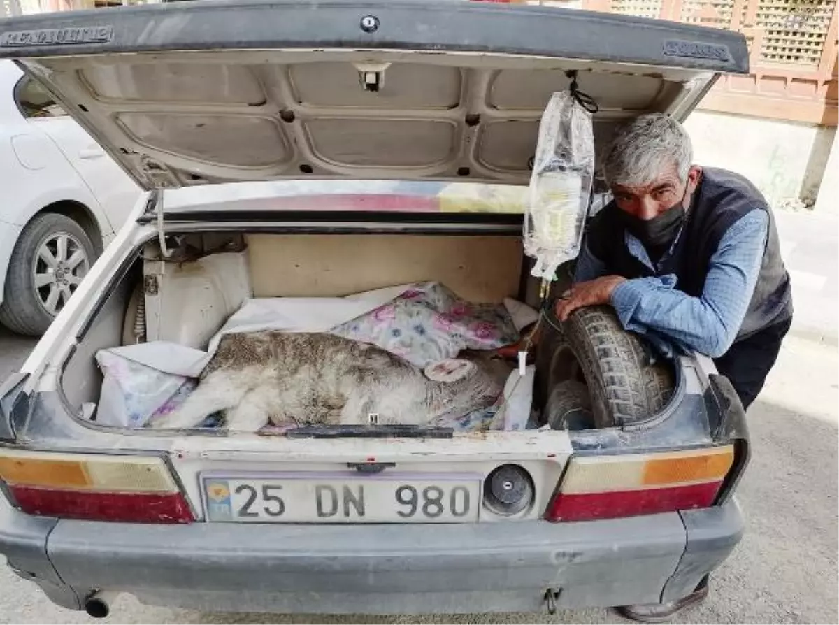 Hastalanan buzağısını otomobilin bagajında veterinere götürdü