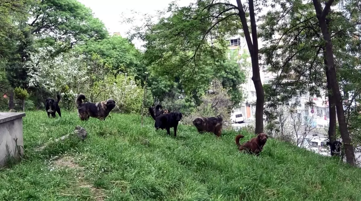 Mahalleli, mezarlığa dadanan köpek sürüsü yüzünden kabus yaşıyor