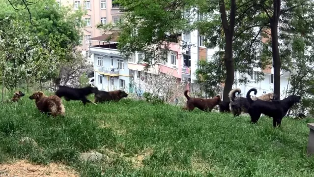 Mahalleye dadanan köpek çetesi evlerin fiyatı 60 bin lira düşürdü Mahalleye dadanan köpek çetesi evlerin fiyatı 60 bin lira düşürdü