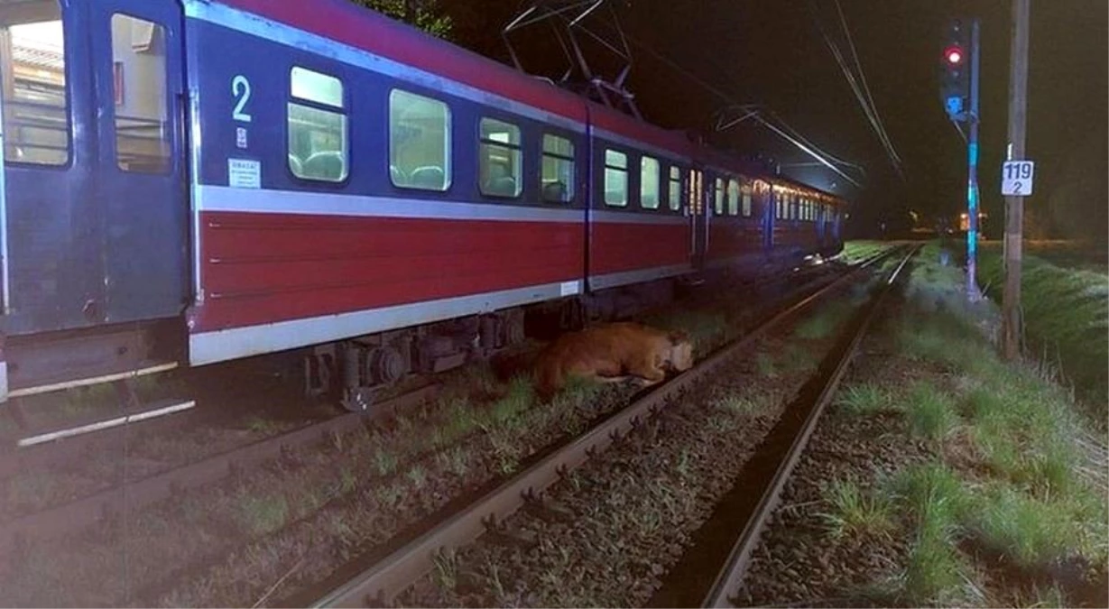 Son dakika... Polonya\'da 2 inek tren kazasından yara almadan kurtuldu