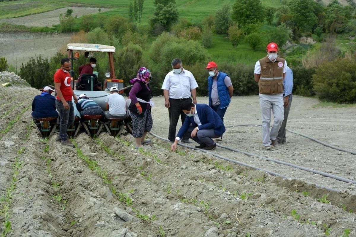 Selendi\'de tütün üreticilerinin telaşı devam ediyor
