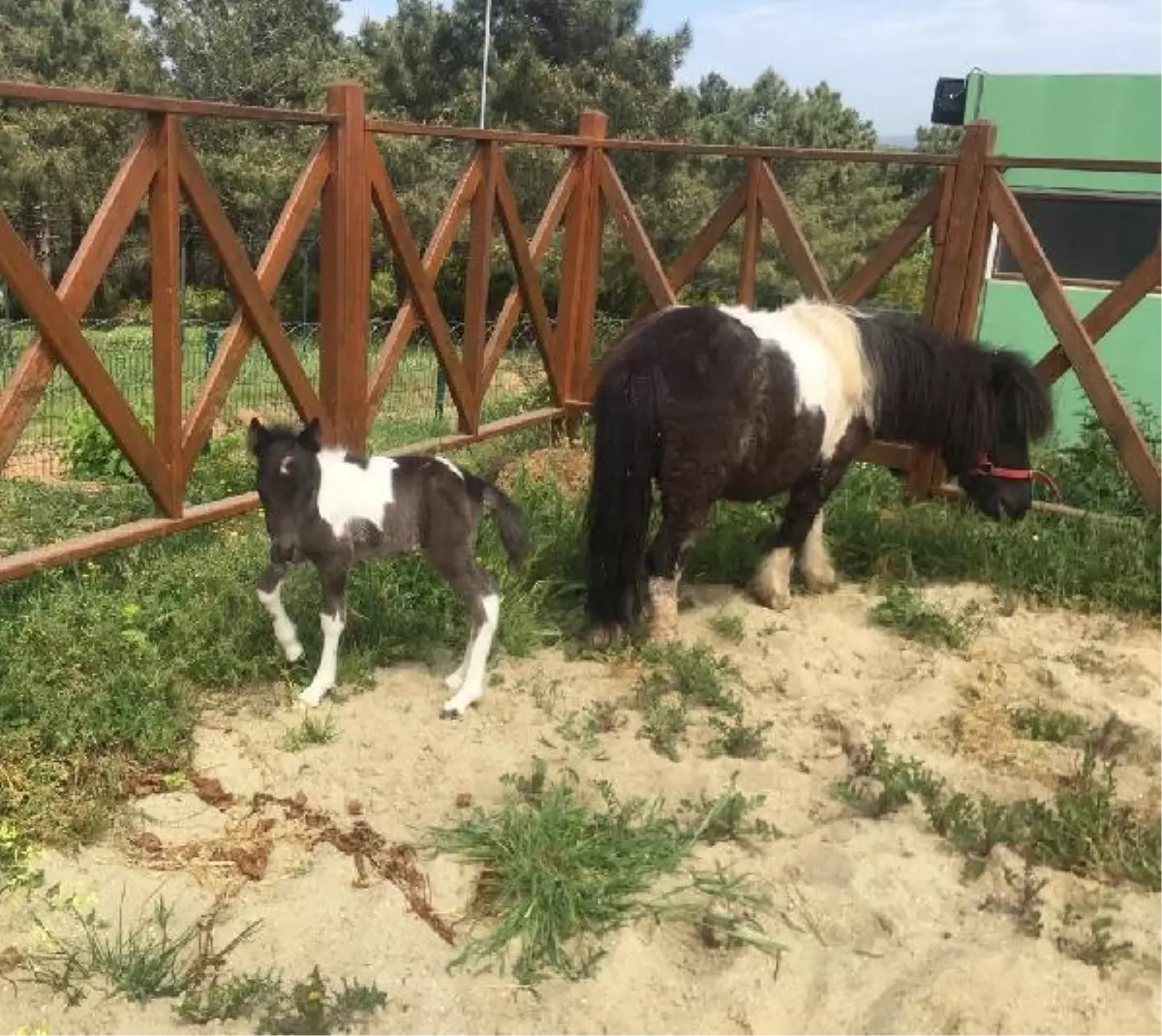 Sultangazi\'de minik midilli dünyaya geldi