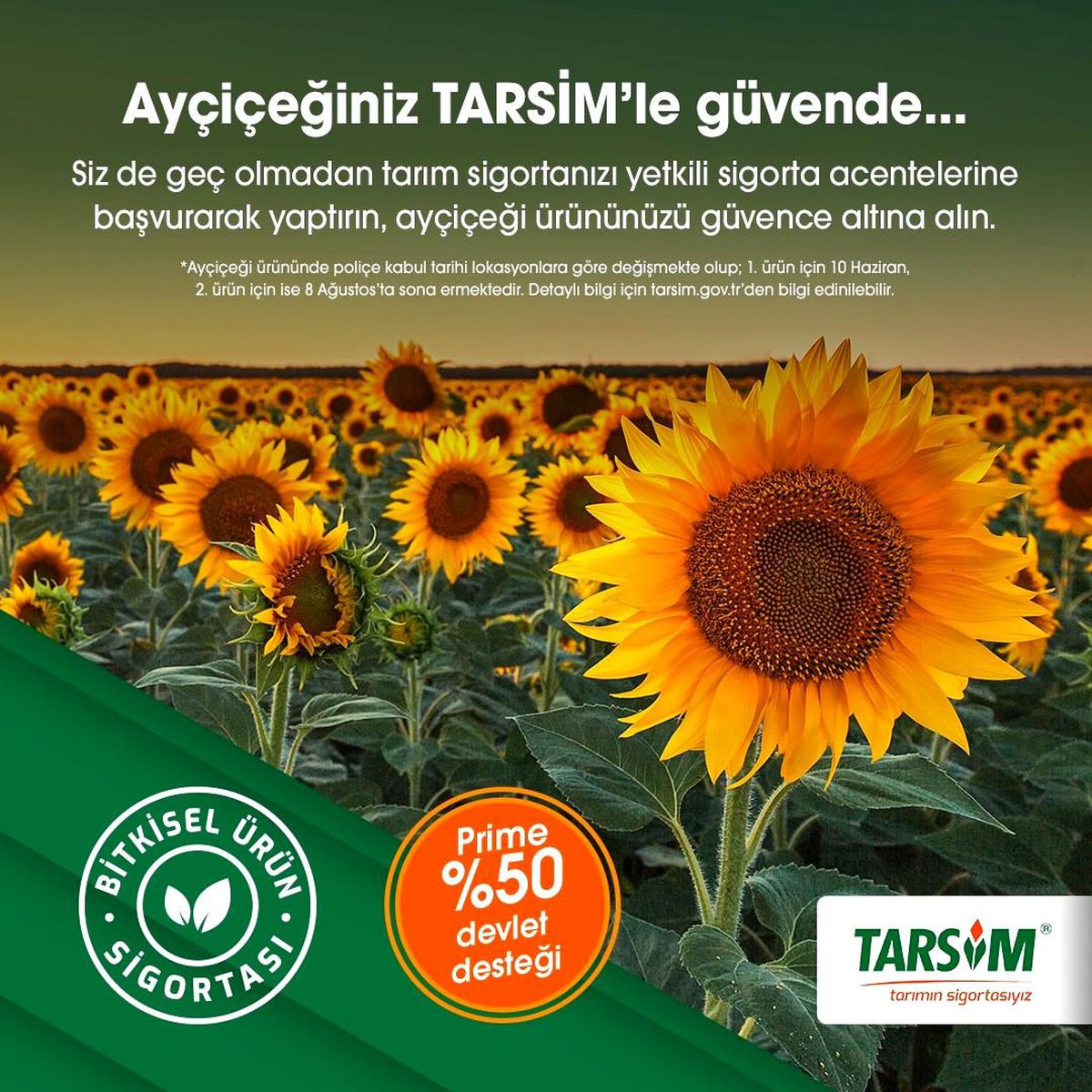 TARSİM: "Ayçiçeği ürününüz güvende"