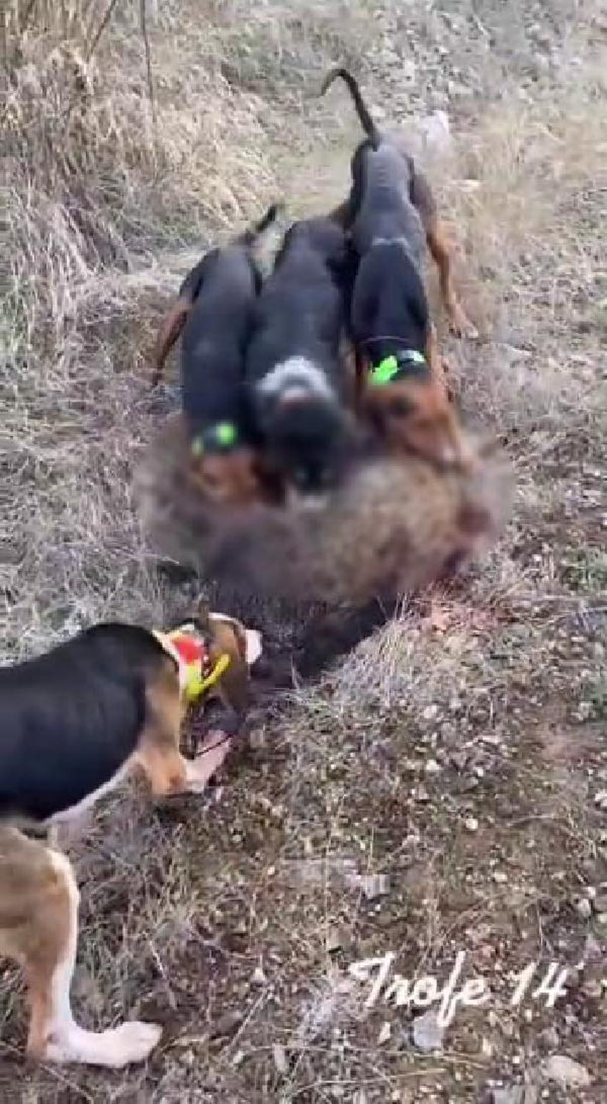 Vurduğu domuzların üzerine köpeklerini saldı; 3 bin TL ceza uygulandı