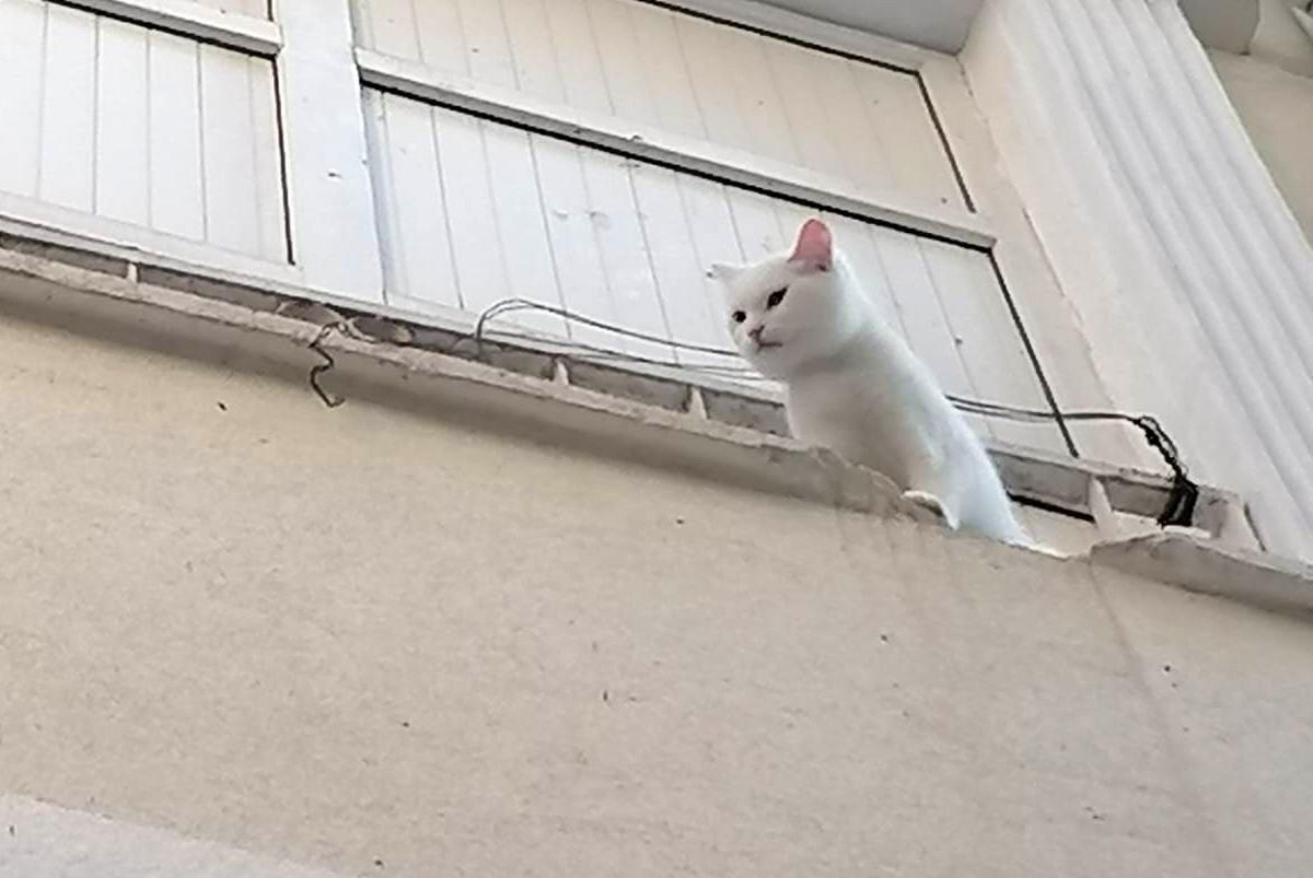 Son dakika: Balkon demirlerine sıkışan kediyi itfaiye ekipleri kurtardı