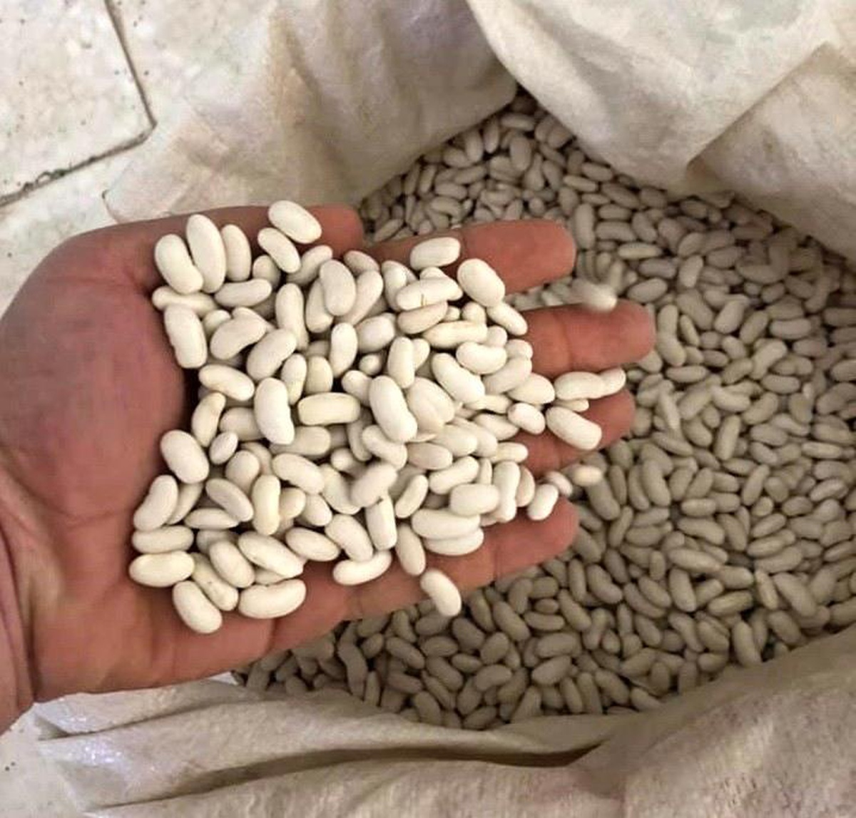 Bingöl\'de çiftçilere Horoz kuru fasulye tohumu dağıtıldı