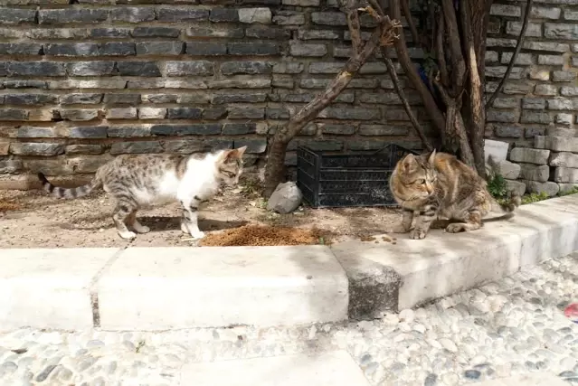 Bodrum'da şehri merkezine inen domuzların ormanda kalması için çalışma başlatıldı