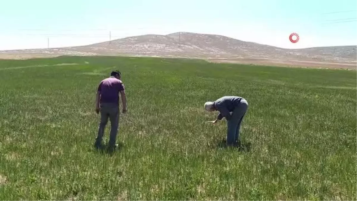 Çiftçileri kuraklık korkusu tedirgin ediyor