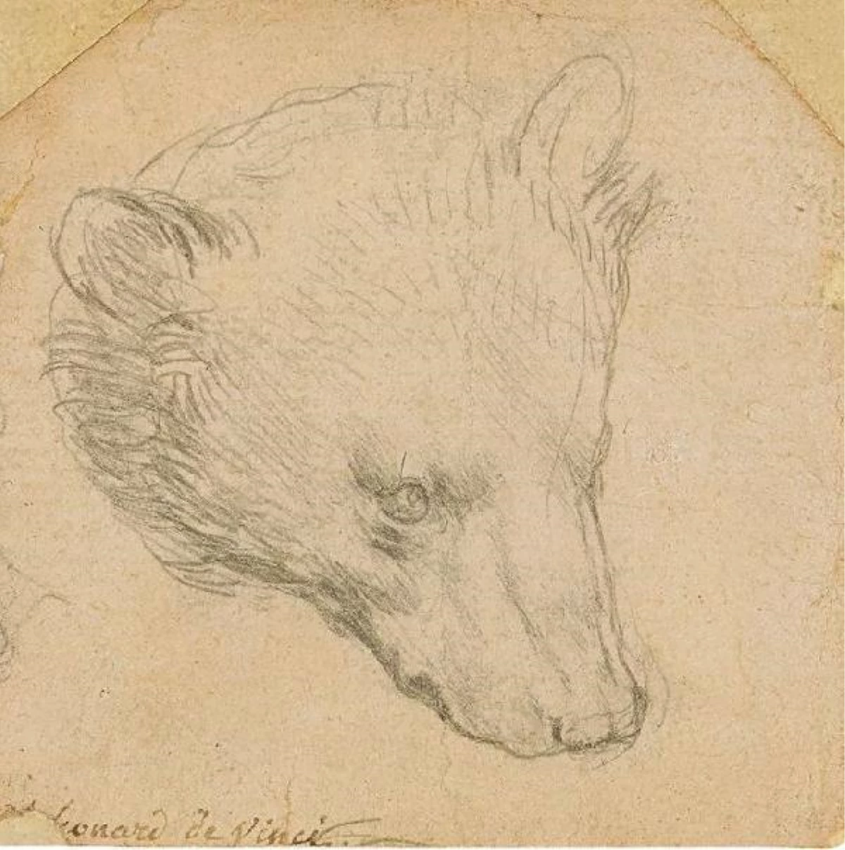 Da Vinci\'nin ayı çiziminin 12 milyon sterline satılması öngörülüyor