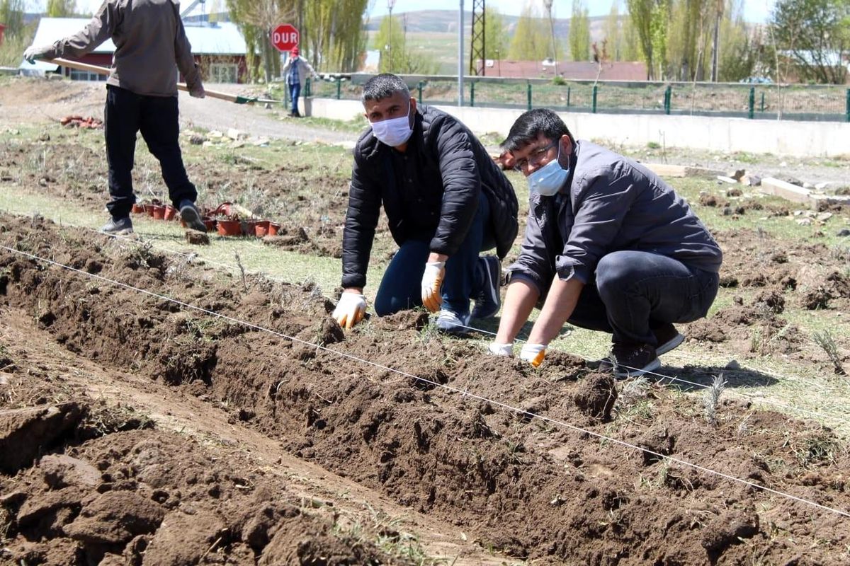 Diyadin\'de 10 Bin 400 adet lavanta ekimi yapıldı