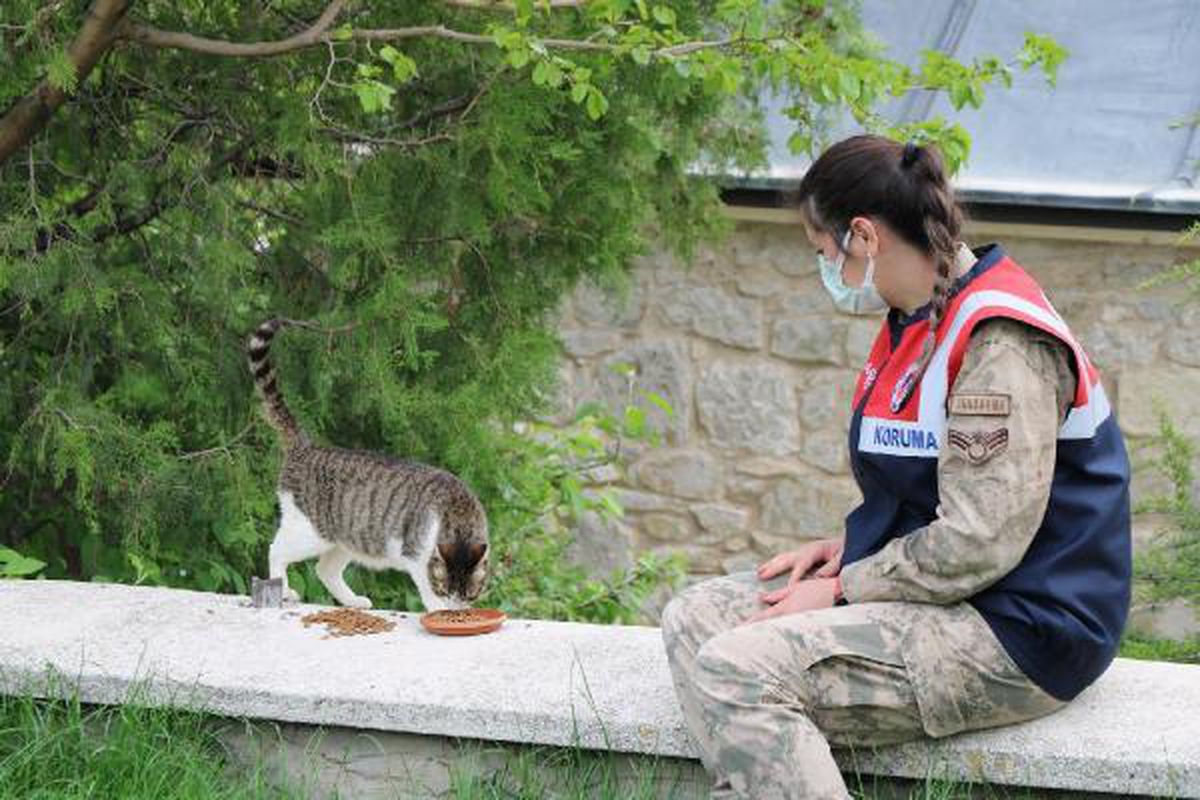 ELAZIĞ\'DA JANDARMA, SOKAK HAYVANLARINI UNUTMADI