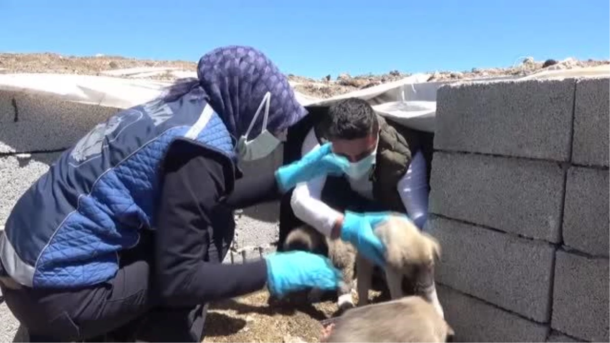 Erciş\'te belediye ekipleri sokak hayvanlarını unutmuyor