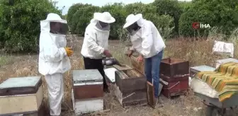 İlk narenciye balı hasadını yapan arıcılardan aracı tepkisi