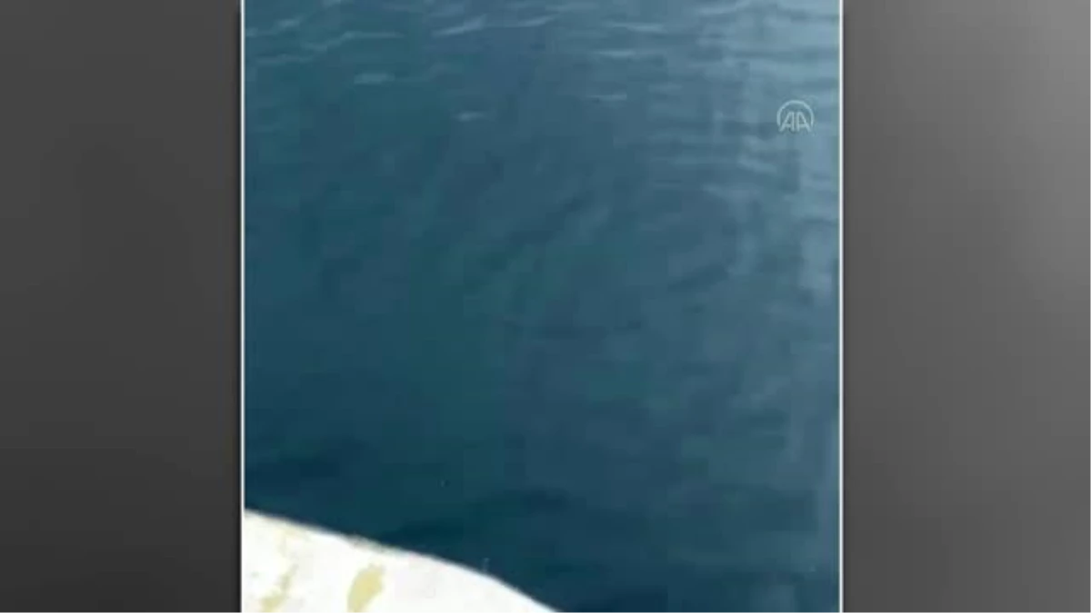 KASTAMONU - Karadeniz\'de yunusların tekneyle yarışı cep telefonu kamerasıyla görüntülendi