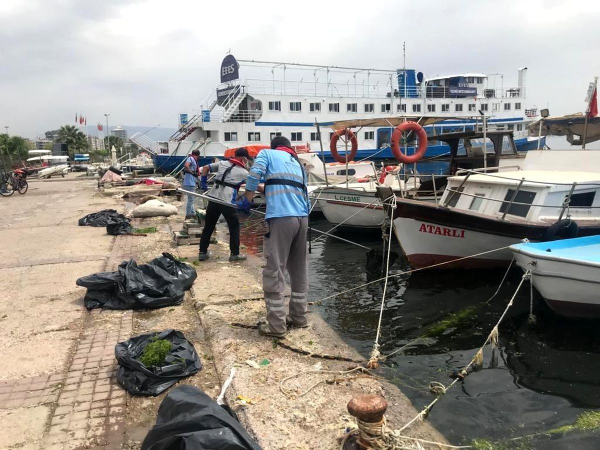 Körfez\'deki deniz marulları temizleniyor