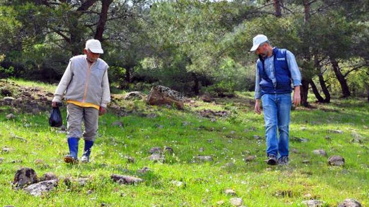 Ormandan toplayıp kilosunu 100 liradan satıyorlar! Kuzugöbeği mantarı Kastamonu\'da vatandaşın geçim kaynağı oldu