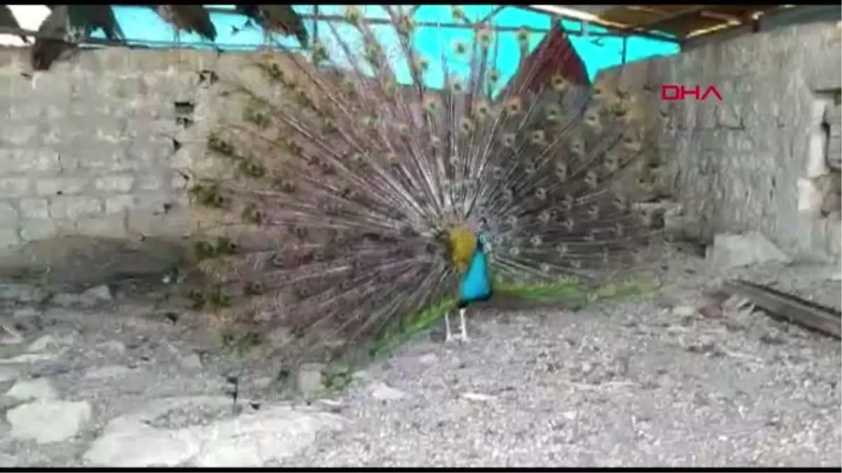 MERSİN HOBİ İÇİN TAVUS KUŞU BESLEMEYE BAŞLADI, ŞİMDİ TANESİNİ 2 BİN LİRADAN SATIYOR