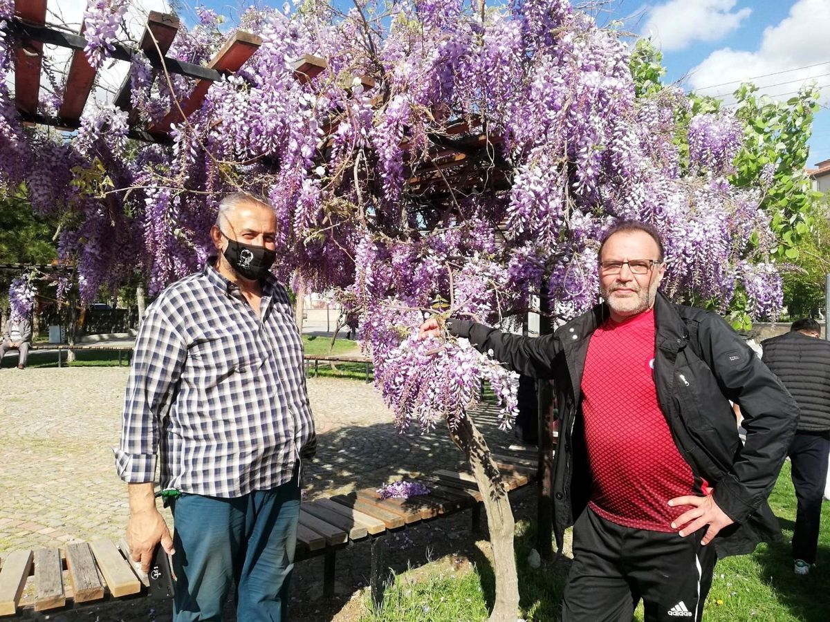 Mor salkım sümbüllerin görsel şöleni