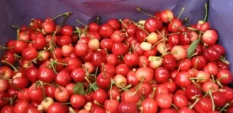Turfanda kiraz, 50 liradan alıcı buluyor
