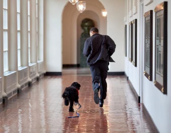 Son dakika haberi! Barack Obama'nın köpeği Bo öldü