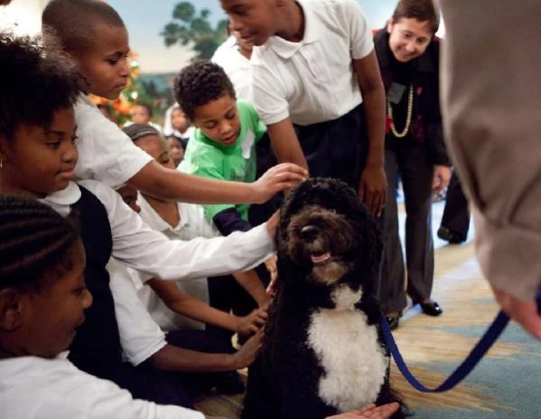 Son dakika haberi! Barack Obama'nın köpeği Bo öldü