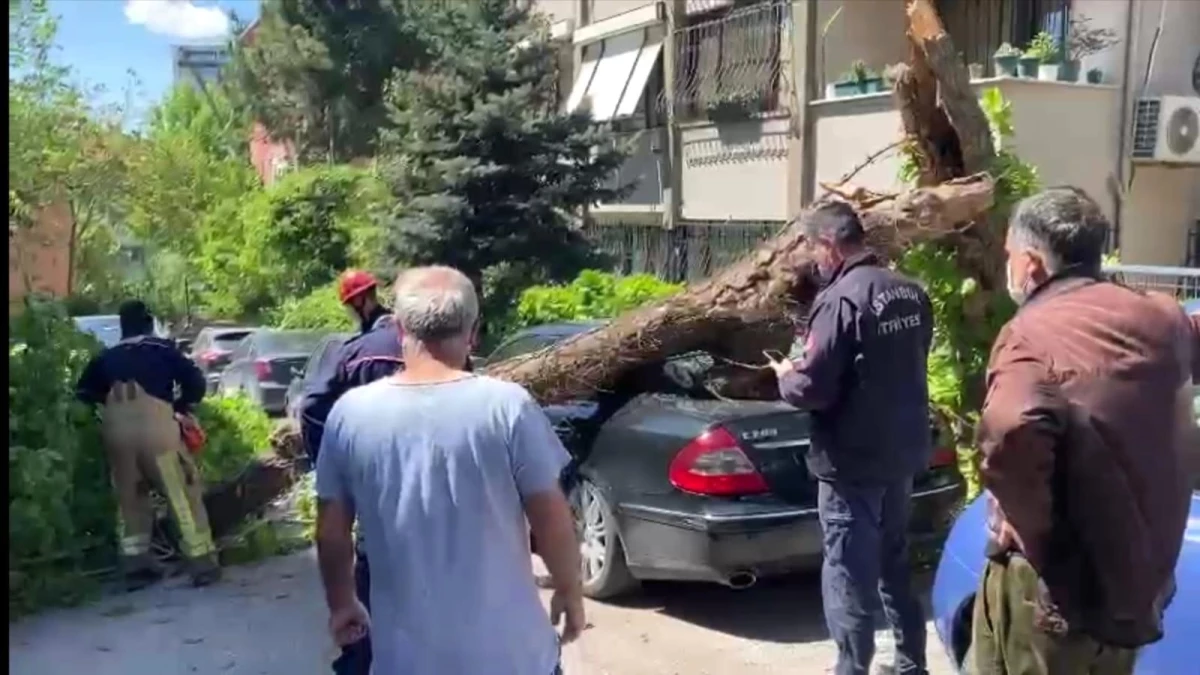 Kadıköy\'de otomobillerin üzerine ağaç devrildi