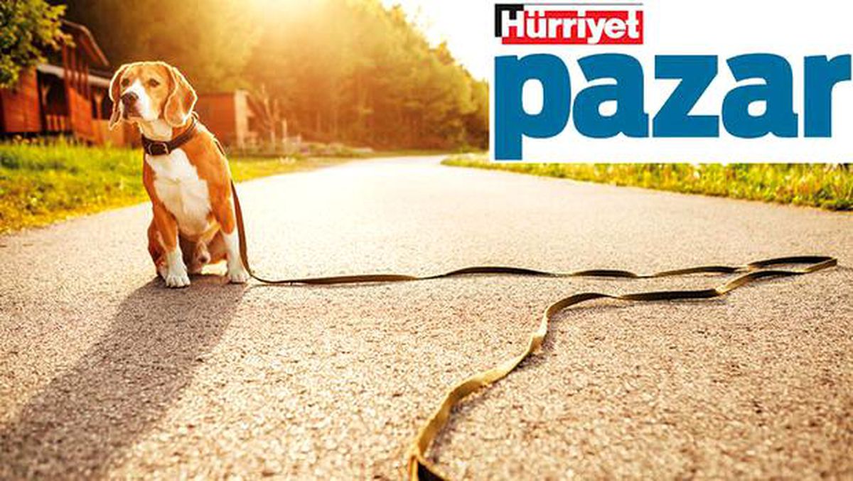 Kayıp hayvanlar artık daha kolay bulunabilecek
