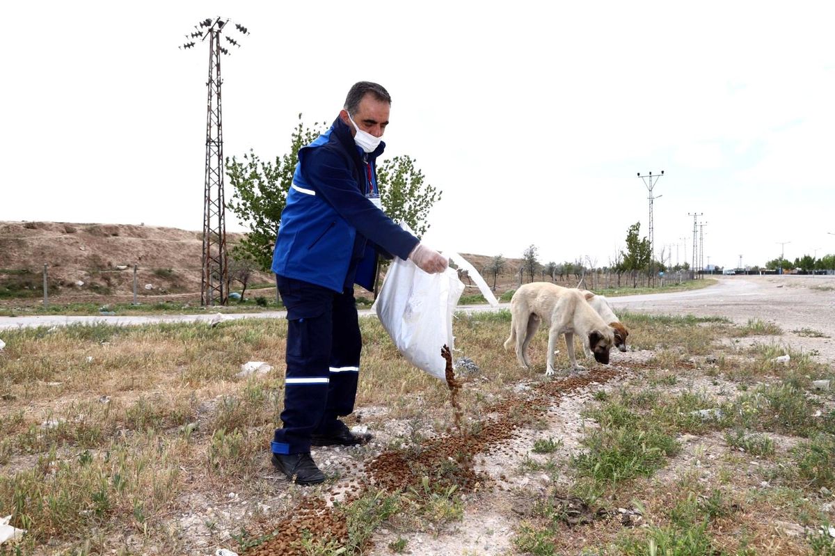 Konya Büyükşehir Belediyesi, "tam kapanma" sürecinde sokak hayvanlarını unutmadı