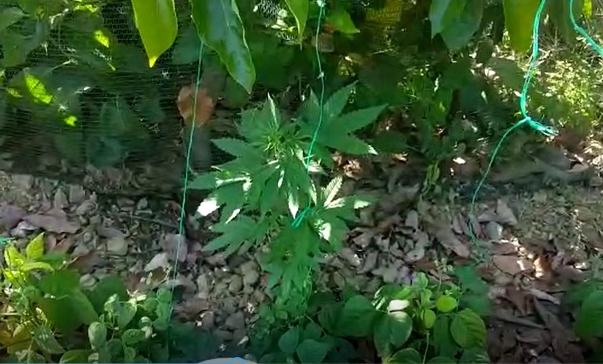 Alanya\'da fasulye serasına uyuşturucu baskını