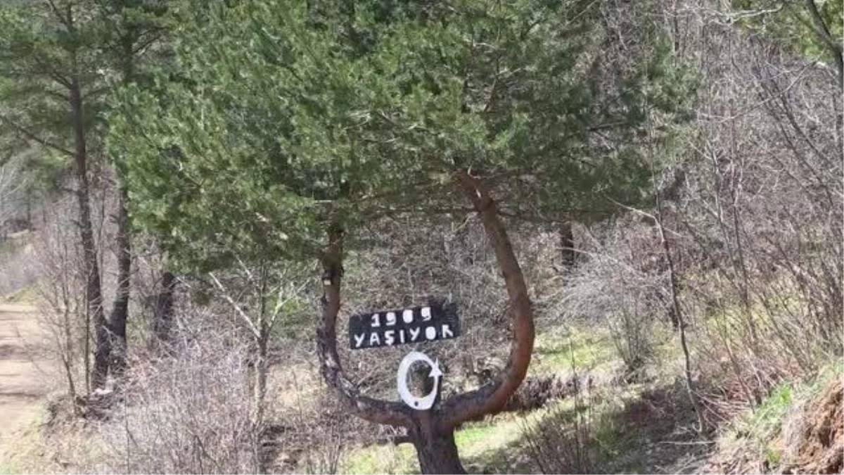 "Asırlık çınar" Mehmet dede sağlığını doğal beslenmeye borçlu