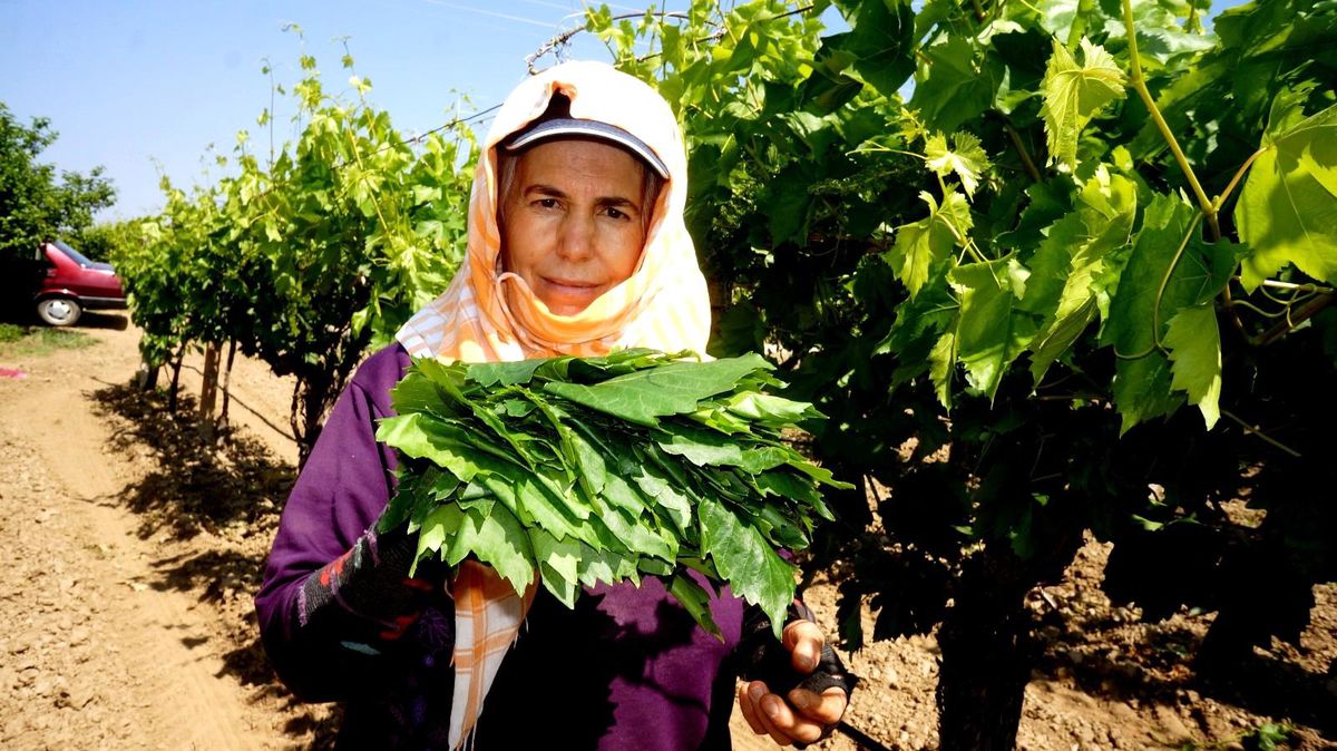 Bağlarda salamura yaprak telaşı