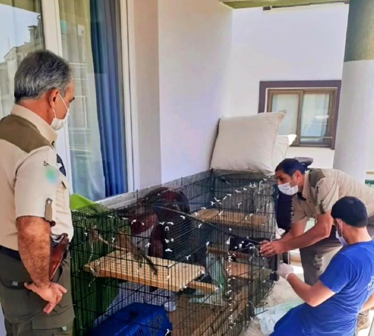 Bakımı yapılan yavru sincaplar doğaya salındı