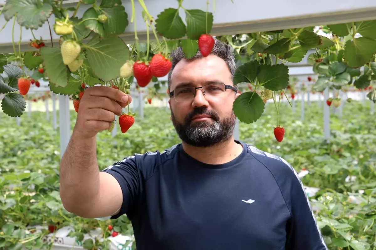 Bankacılığı bırakıp çilek üretimine başladı