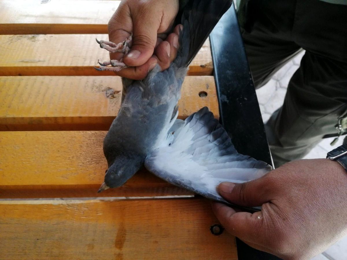Bitkin düşen güvercin tedavi altına alındı