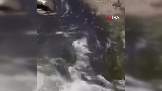 Dicle Nehri'nde binlerce ölü balık kıyıya vurdu