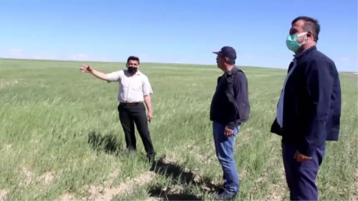 Karapınar\'da çiftçiler, beklenen yağış gelmediği için kuruyan tarlalarda koyunlarını otlatıyor