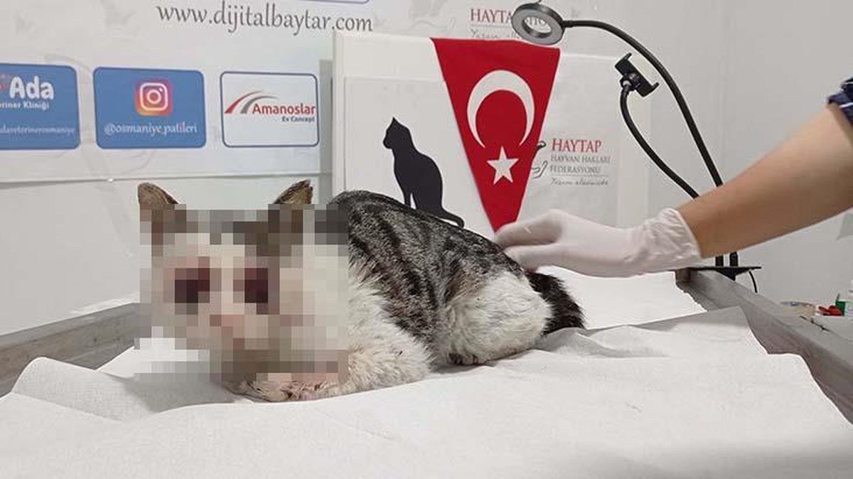 Hayvana şiddet bitmek bilmiyor: Kedinin gözlerini oyup yol kenarına attılar!