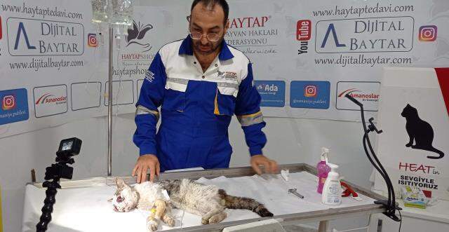 Kedinin iki gözünü de oyup otoban kenarına attılar Kedinin iki gözünü de oyup otoban kenarına attılar