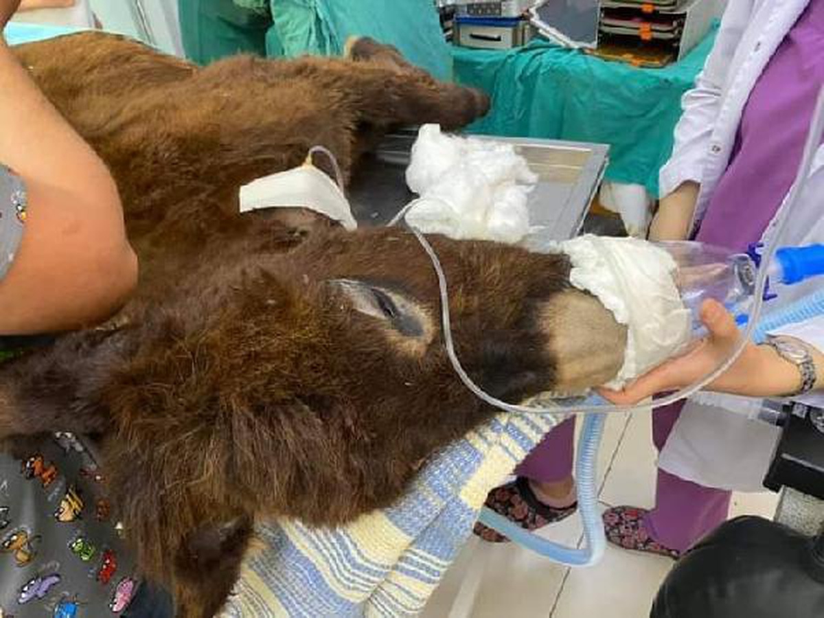 Sadakatsiz dizisi oyuncularının ölmek üzereyken buldukları yaralı sıpa ameliyat edildi