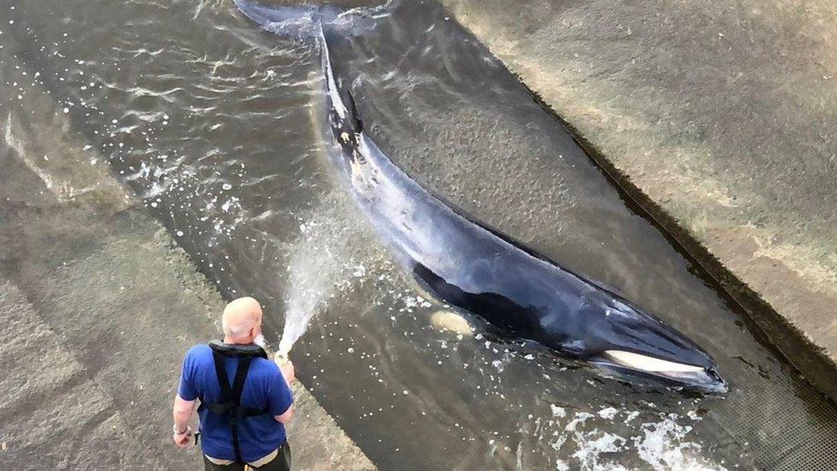 Thames nehrine giren 4 metre uzunluğundaki balina, kurtarılmaya çalışılıyor