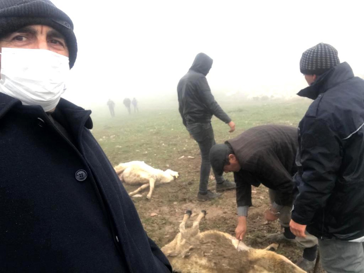 Tokat\'ta 20 koyun telef oldu, zehirlenme iddiası üzerine inceleme başlatıldı