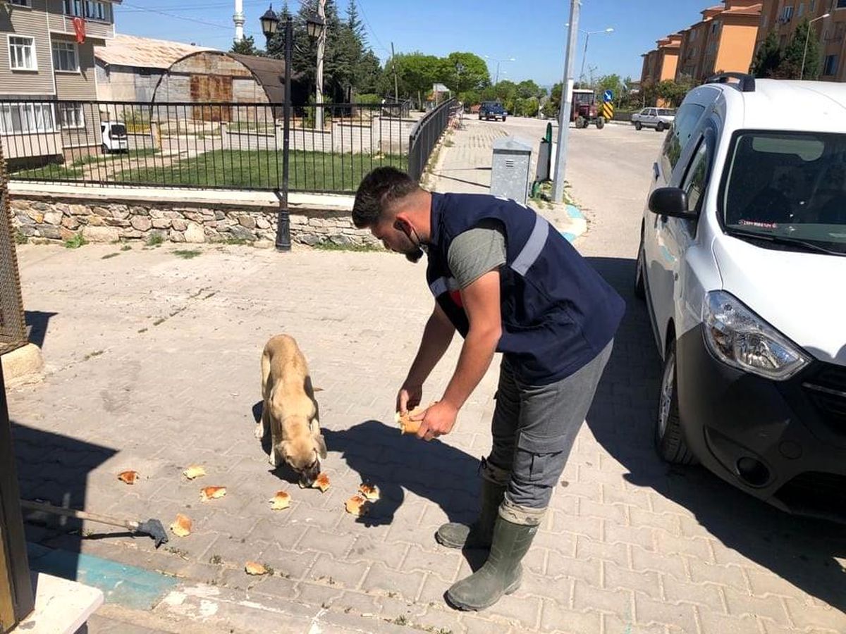 Altıntaş belediyesi sokak hayvanlarını unutmadı