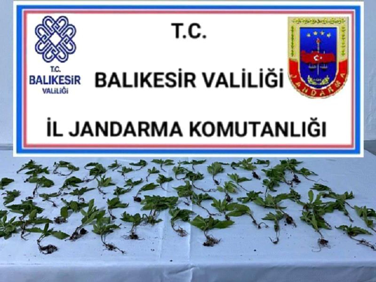 Bigadiç\'te jandarmadan kenevir operasyonu