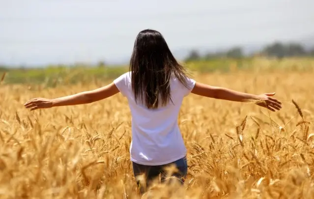 Buğdayda hasat başlıyor, çiftçi fiyat bekliyor