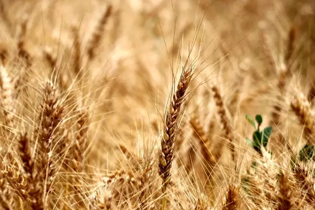 Buğdayda hasat başlıyor, çiftçi fiyat bekliyor