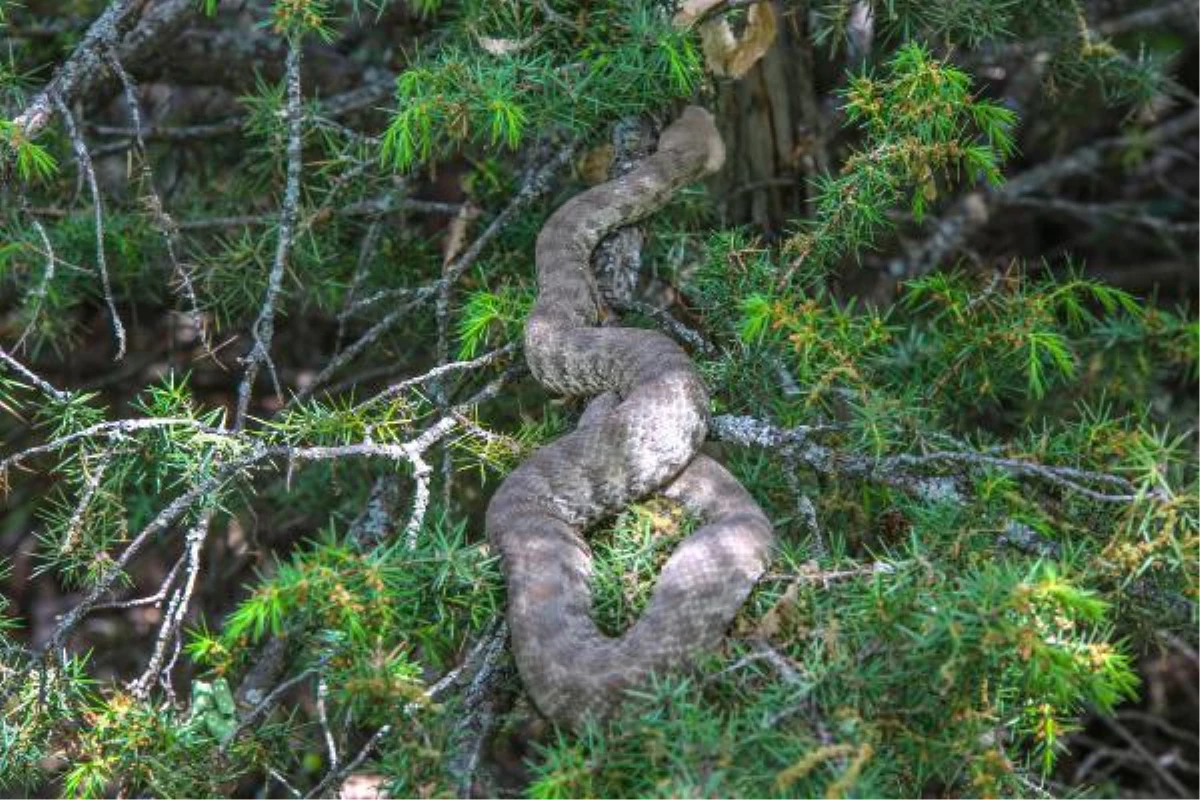 Türkiye\'nin en zehirli yılanı 2,5 metrelik dev engerek köy halkını tedirgin etti