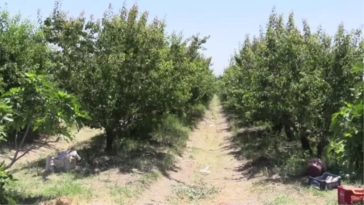 Erkenci kayısı hasadı devam ediyor