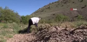 Erzincan'da üzüm bağlarını don vurdu